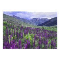 Mountains and wildflowers in alpine meadow, 2
