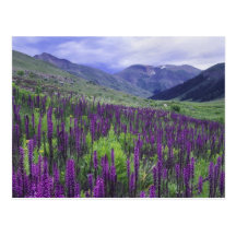 Mountains and wildflowers in alpine meadow, 2 post cards