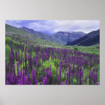 Mountains and wildflowers in alpine meadow, 2 print
