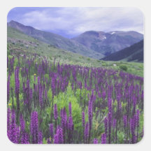 Mountains and wildflowers in alpine meadow, 2 square sticker