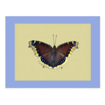 Mourning Cloak Butterfly - Nymphalis antiopa Post Cards