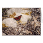 "Mourning Cloak" by Conrad Mieschke Greeting Cards
