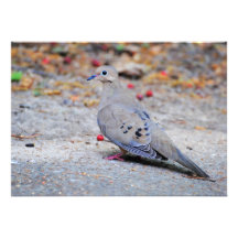 Mourning Dove Custom Invitations