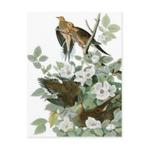 Mourning Dove, John James Audubon Post Card