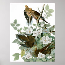 Mourning Dove, John James Audubon Posters