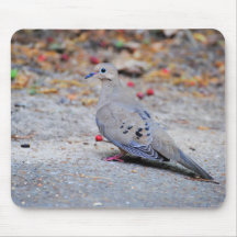 Mourning Dove Mousepads