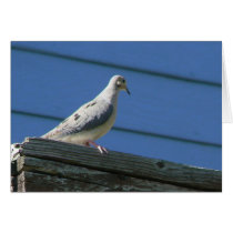 Mourning Dove on Deck Greeting Card