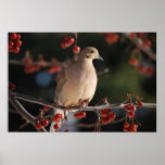 Mourning Dove posters