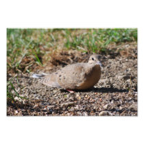 Mourning Dove print Photographic Print