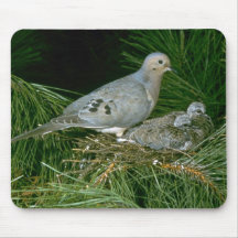 Mourning Dove with young Mousepad