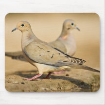 Mourning Dove (Zenaida macroura) adults on Mouse Pads