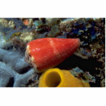 Mouse cone (Conus mus) Shell Photo Cut Outs