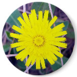 Mouse Ear Hawkweed Button