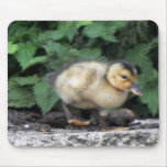 Mousemat featuring cute duckling mousepads