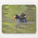 Mousemat: Moorhen on Bright Water mousepads
