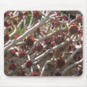 Mousepad:  cacti