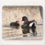 Mousepad: Moorhen Feeding Chick