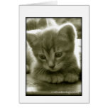 Mouser 3 Card
