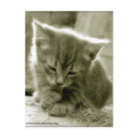 Mouser Grooming Postcard