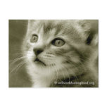 Mouser Watching a Bird Postcard