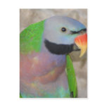 Moustached Parakeet Post Cards