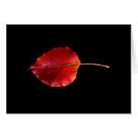 MP 0215B Leaf 2 WC Greeting Cards