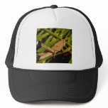 Mr Brown Mesh Hat