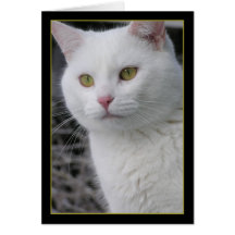 Mr. Cat Portrait Cards