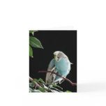Mr. Jill Budgie cards