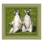 Mr & Mrs Lemur photography