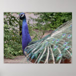 Mr. Peacock Posters
