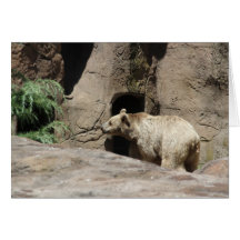 Mr Polar Bear Cards