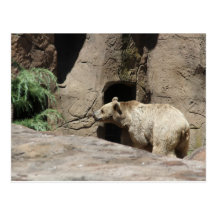 Mr Polar Bear Post Card