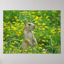 Mr. Prarie Dog Posters