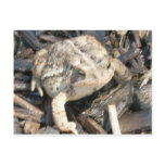 Mr. Toad postcards