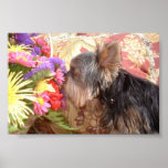 Mr. Zeek II Print