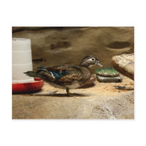 Mrs. Wood Duck Post Card