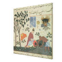 Ms Pers 332 Pepper tree and preparing pepper Gallery Wrapped Canvas
