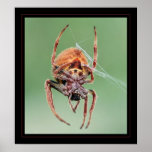 Ms. Weaver Posters