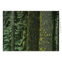 Mt. Ashland, Rogue RIver National Forest, Greeting Cards