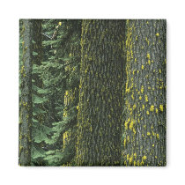Mt. Ashland, Rogue RIver National Forest, Fridge Magnets