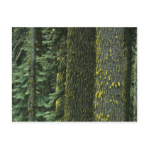 Mt. Ashland, Rogue RIver National Forest, Post Card