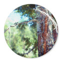 Mt Charleston Ent tree magnets