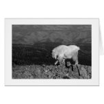 Mt. Goat: For the Young cards