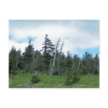 Mt. Mitchell Post Cards