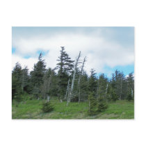 Mt. Mitchell Post Cards