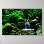 Mt. Tamalpais State Park, CA posters