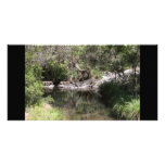 Mt Tamborine #3 photo cards
