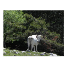 Mucca Postcard