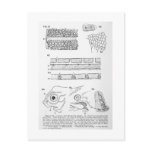 Mucous canals art postcard